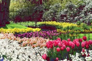 Tulipas