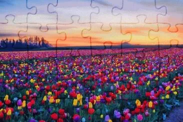 Campo de flores
