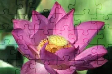 Flor de Loto