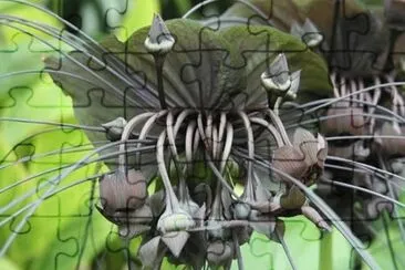 La planta murciÃ©lago - China
