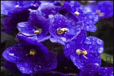 Violetas jigsaw puzzle