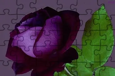 rosa   bella morada