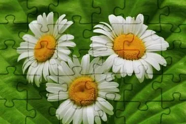 3 jigsaw puzzle