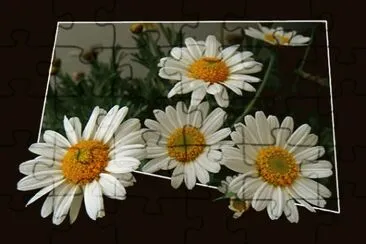 5 jigsaw puzzle