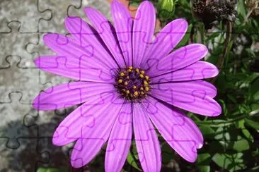 Flor jigsaw puzzle