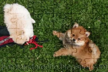 2 cachorros bonitos jigsaw puzzle