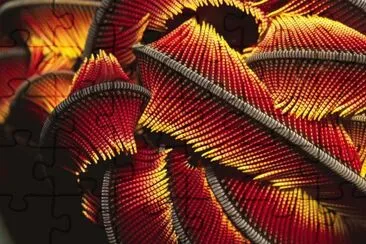 פאזל של crinoidia