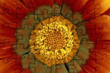 flower spores