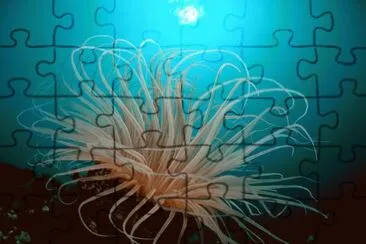tube anemone