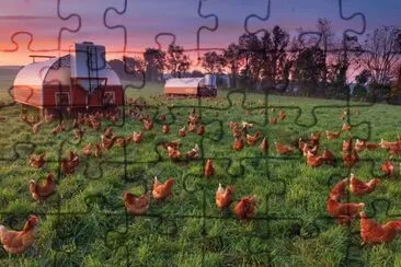 free ranging chickens jigsaw puzzle