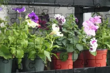 mas flores