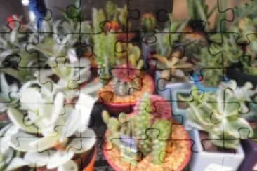 cactus