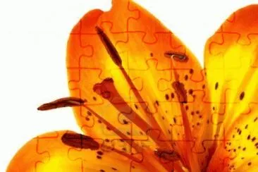 foto jigsaw puzzle
