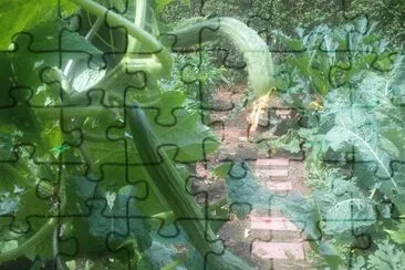 Beet jigsaw puzzle