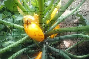 Beet jigsaw puzzle