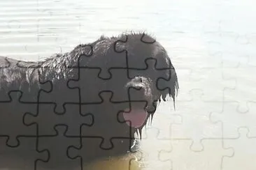 mein Wauzi jigsaw puzzle