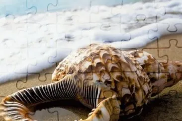 Florida beach jigsaw puzzle