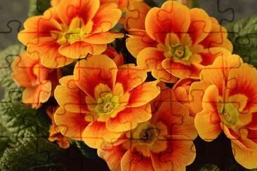 פאזל של flores