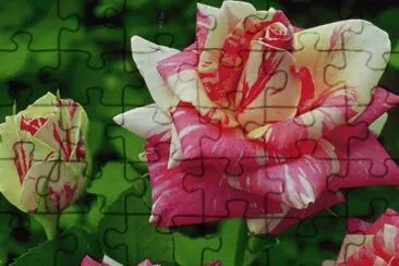 Roses jigsaw puzzle
