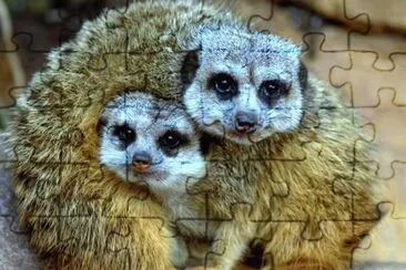 ImÃ¡genes jigsaw puzzle