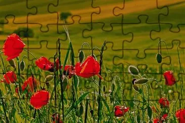 Poppies