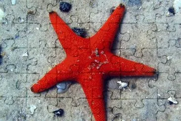 פאזל של starfish