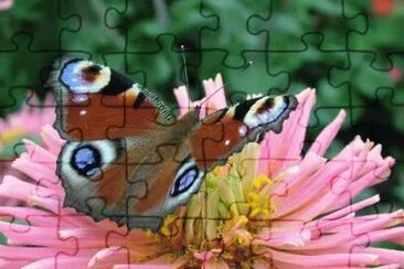 b1 jigsaw puzzle