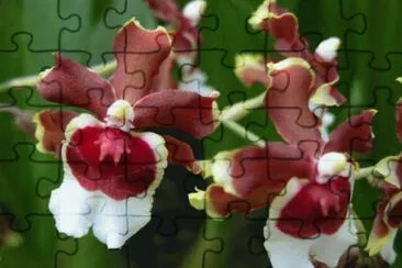 f2 jigsaw puzzle