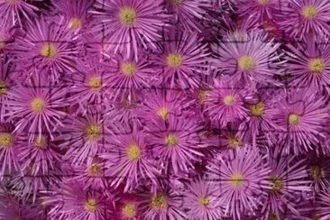 Pink Aster Blooms