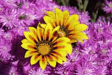Flors