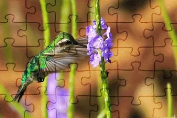 ColibrÃ¬ jigsaw puzzle