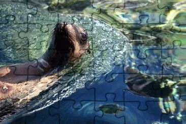Leone marino jigsaw puzzle