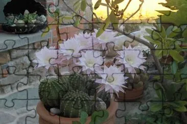 Fiori jigsaw puzzle