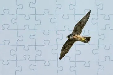 Falco pellegrino