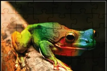 rana arcoiris