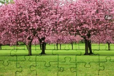 Sakura Trees jigsaw puzzle