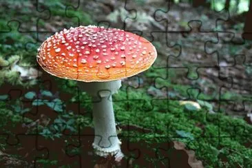 Red Toadstool