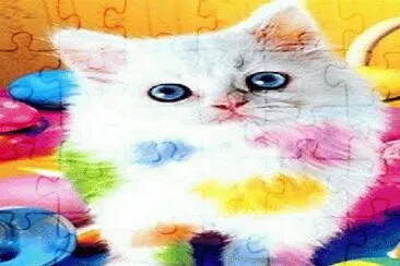gato multicolor
