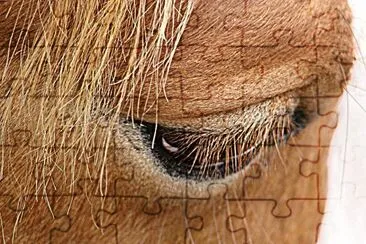 Horse Eye jigsaw puzzle