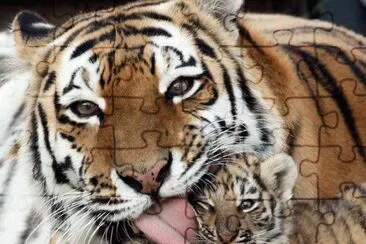 animais