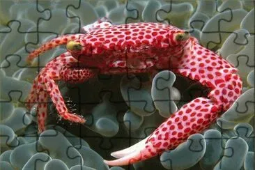 . jigsaw puzzle
