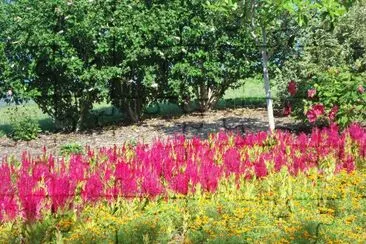 garden jigsaw puzzle