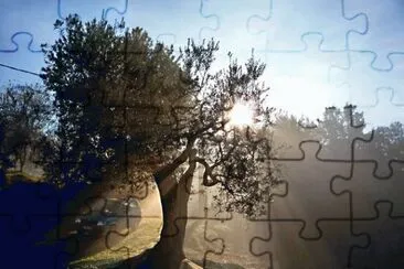 Olive tree Umbria