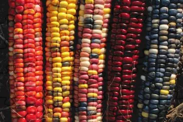 Indian corn jigsaw puzzle