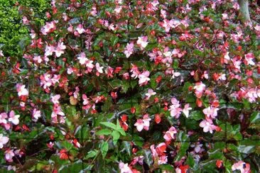 flores
