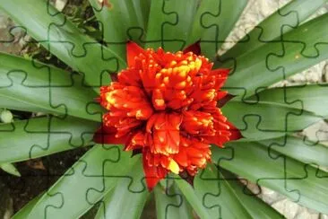 flores