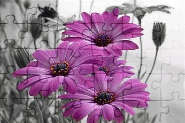 flores