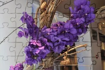 Purple Vanda Orchids