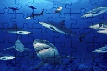 ANIMALES