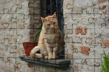 Gatto rosso di Jesi